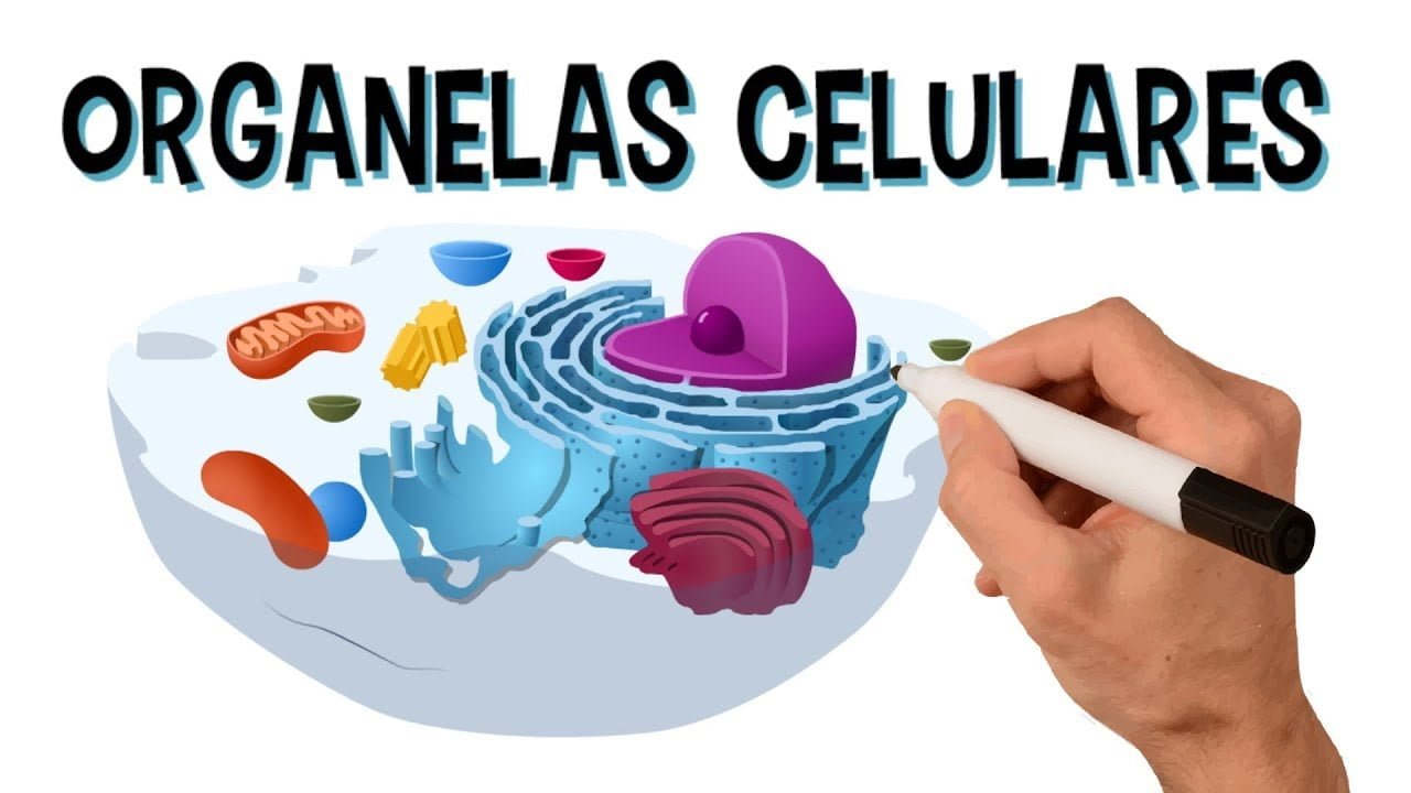 Exercícios sobre Organelas Celulares – 6º Ano – I