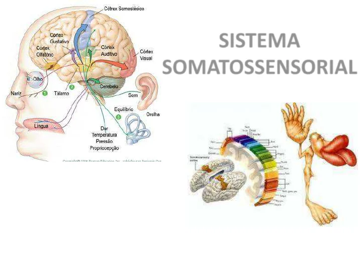 Sistema Somatossensorial – Dor