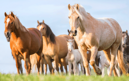 Curiosidades sobre os Cavalos