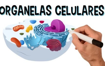 Exercícios sobre Organelas Celulares – 6º Ano