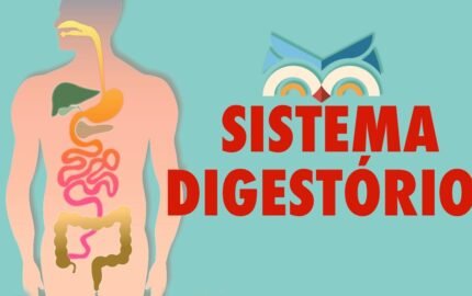 Atividade sobre o Sistema Digestório