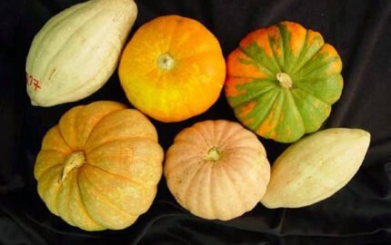 Curiosidades sobre a Abóbora