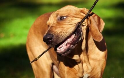 Veadeiro Pampeano e Terrier Brasileiro