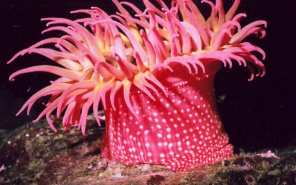 Cnidários, Nematelmintos, Platelmintos e Poríferos