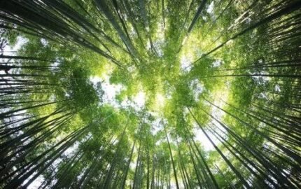 Meio Ambiente e Saúde da População – 5º Ano