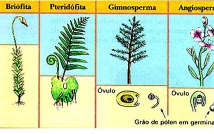 Exercícios sobre o Reino Plantae